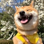 Avatar of Mehwish Iqbal